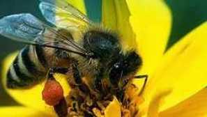 Kolik může pracovat včelí